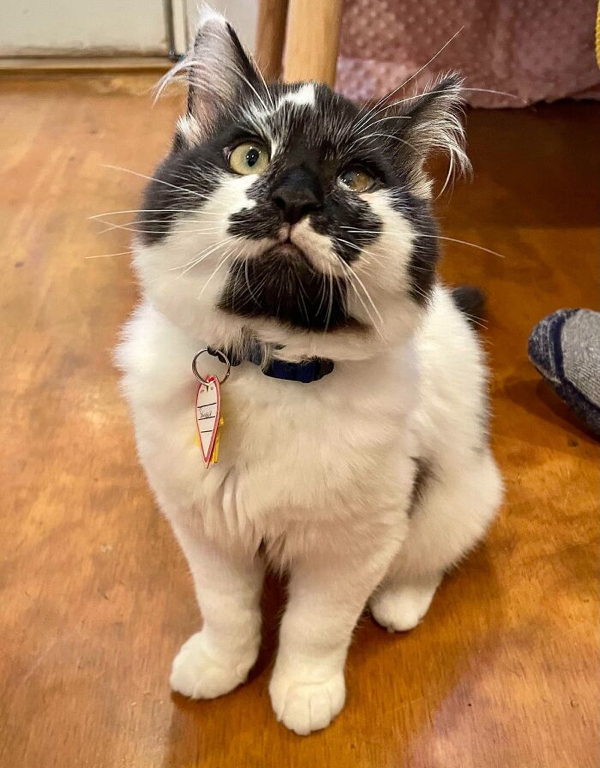 Rescue pets that found a new home and a whole lot of love