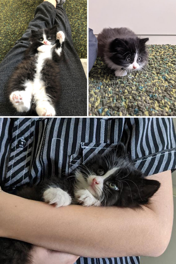 Rescue pets that found a new home and a whole lot of love