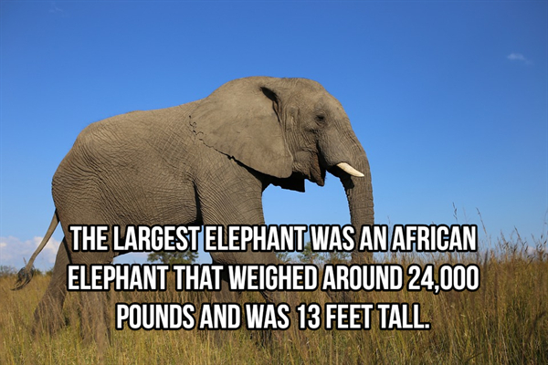 Elephants Are Big Time Awesome