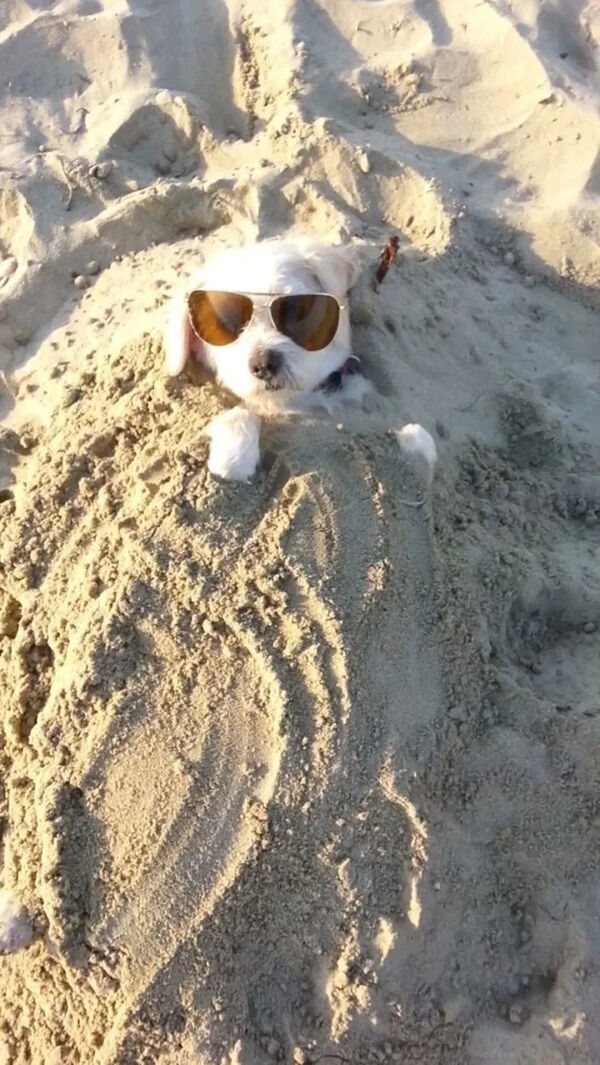 Throw a Bone to the Good Boiz