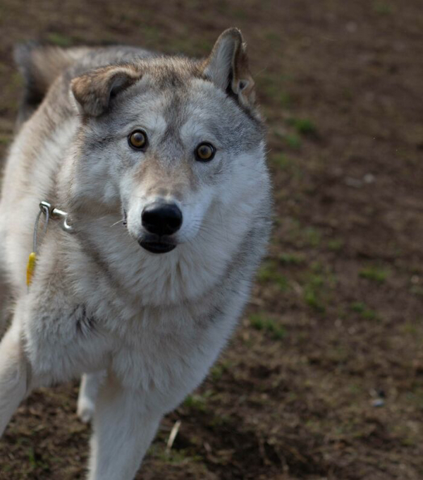 Gentle giant wolf dogs that deserve all the treats in the world