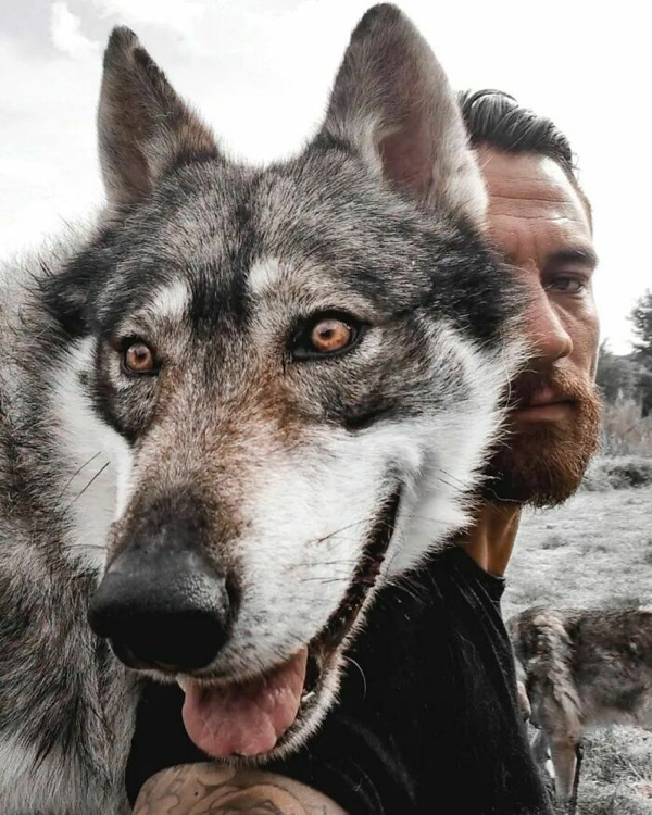 Gentle giant wolf dogs that deserve all the treats in the world