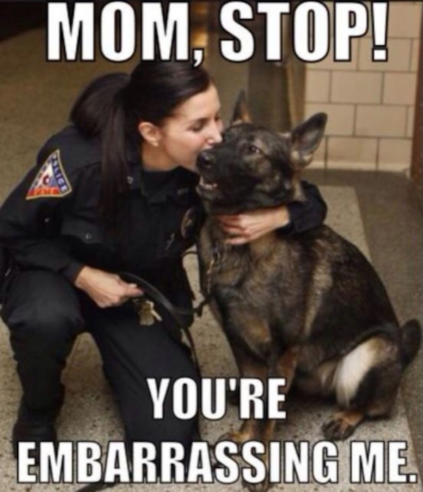 Memes K9 Service Dogs Brave Military Police Man's Best Friend Photos