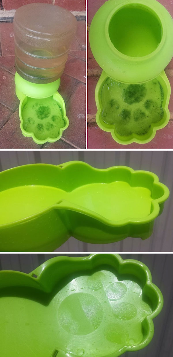 Pet inventions that are helping to make animal dreams a reality