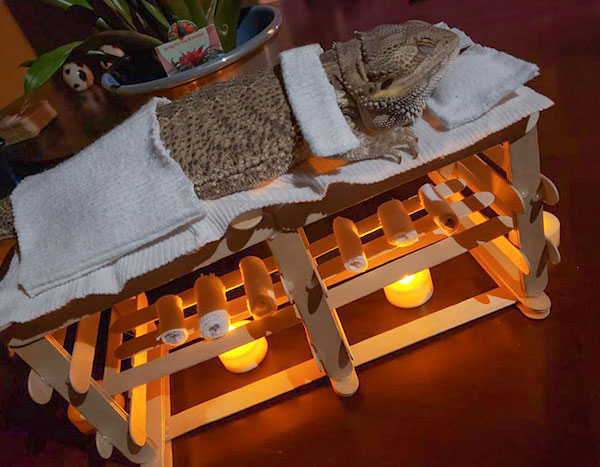 Pet inventions that are helping to make animal dreams a reality
