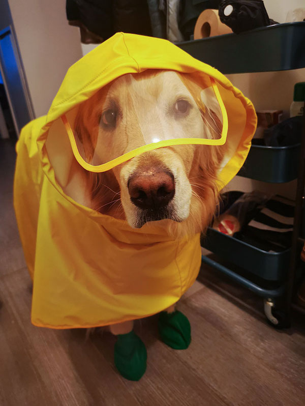 Pet inventions that are helping to make animal dreams a reality