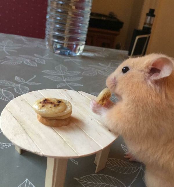 Pet inventions that are helping to make animal dreams a reality