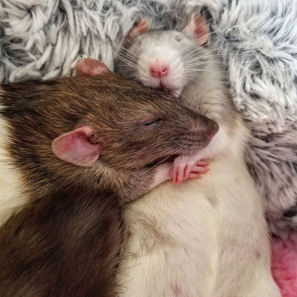 A collection of rats cute enough to get their own Pixar movie
