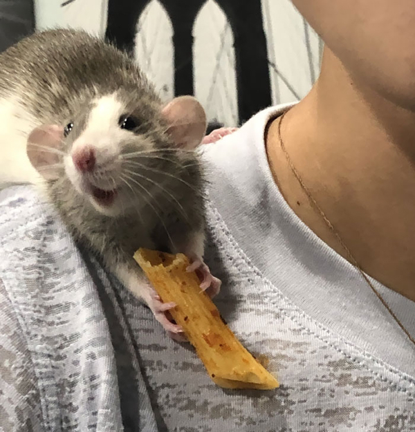 A collection of rats cute enough to get their own Pixar movie