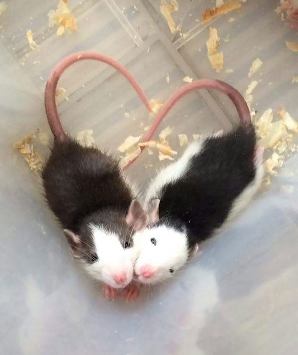 Pixie Rats A collection of rats cute enough to get their own Pixar movie