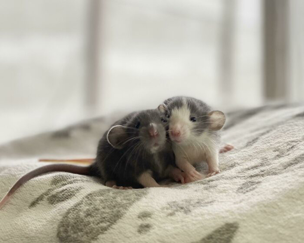A collection of rats cute enough to get their own Pixar movie