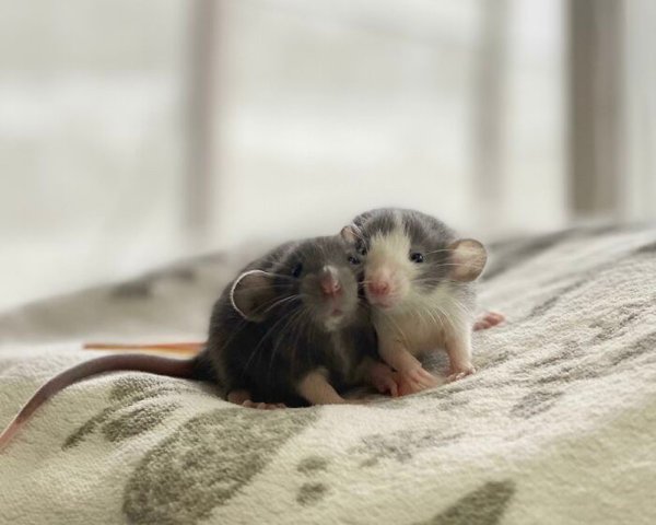 Pixie Rats A collection of rats cute enough to get their own Pixar movie
