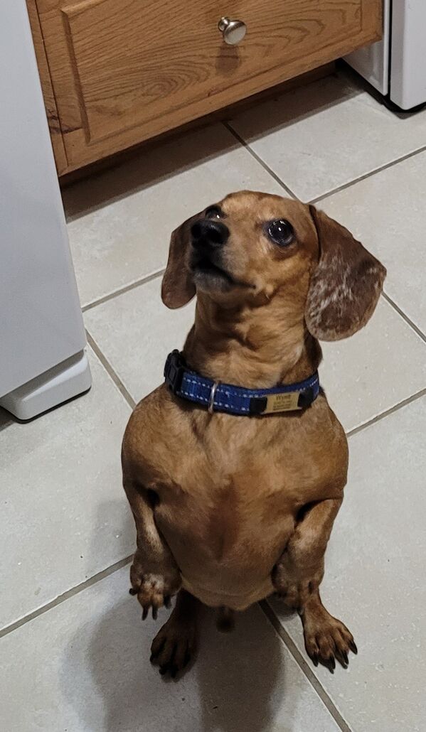 Throw a Bone to the Good Boiz