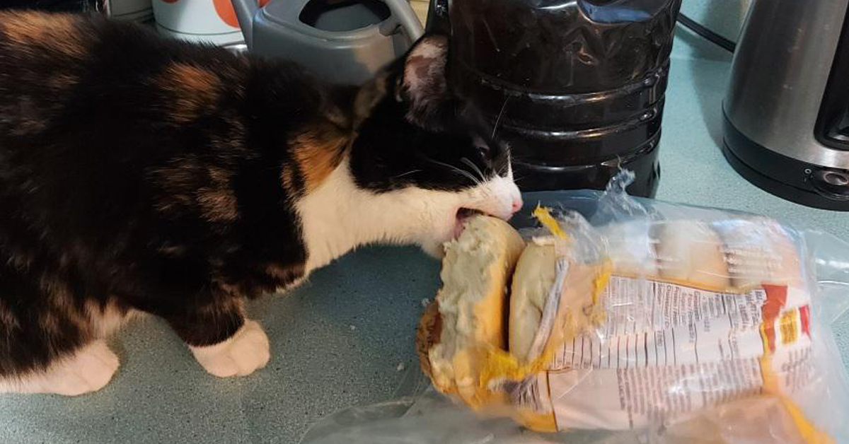 Pets take their revenge, though cats are the most vengeful of all