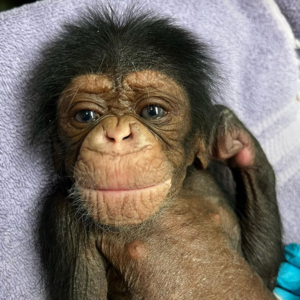 Chimp reuniting with Mom after complicated birth is too sweet!