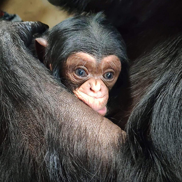 Chimp reuniting with Mom after complicated birth is too sweet!
