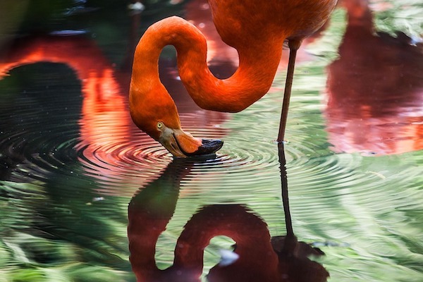 F*cking flamingos how do they work?