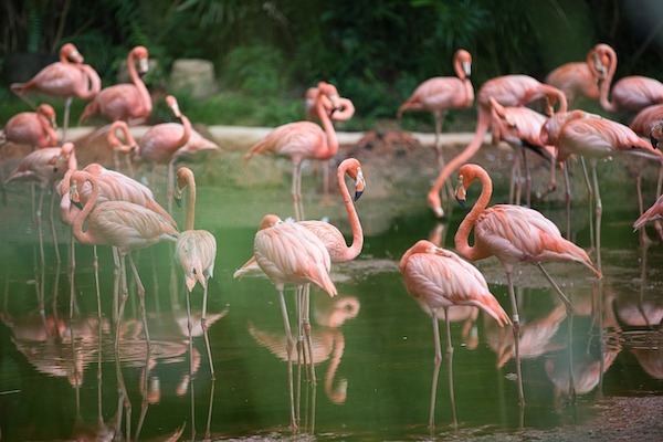 F*cking flamingos how do they work?