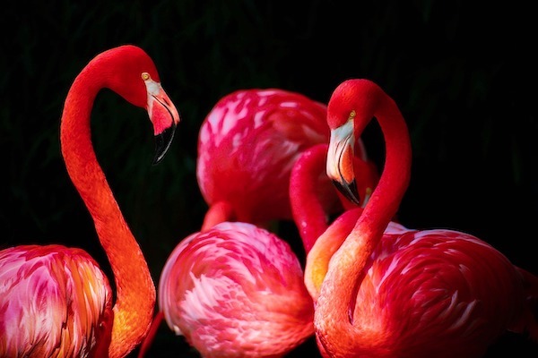 F*cking flamingos how do they work?