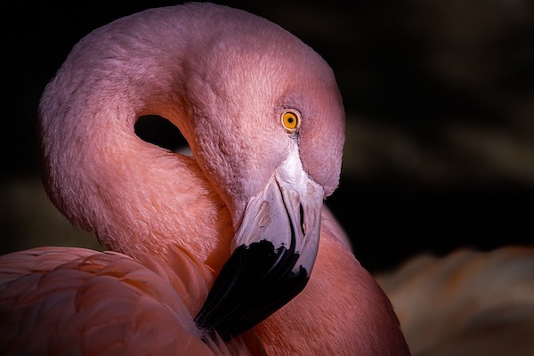 F*cking flamingos how do they work?