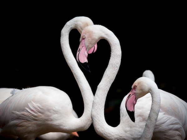 F*cking flamingos how do they work?