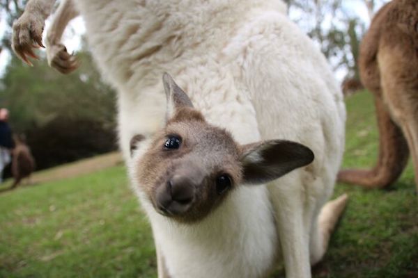 Take a trip down under with these quintessentially Australian pics