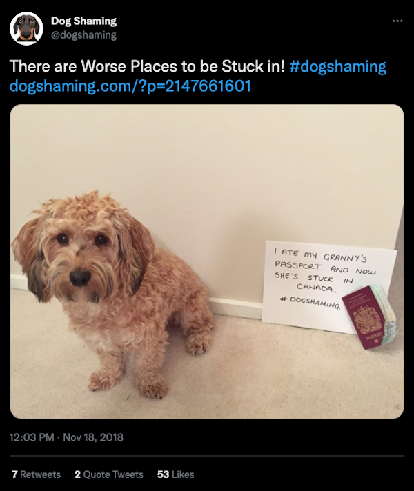 We don't like doing it, but let's shame some dogs