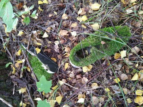 The forest is full of odd, awesome, and creepy things