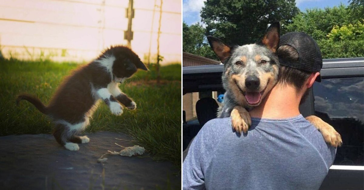 Pet lovers uniting to adopt some furry friends