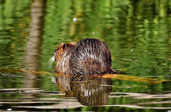 F*cking beavers how do they work?