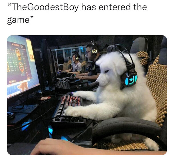 Throw a Bone to the Good Boys