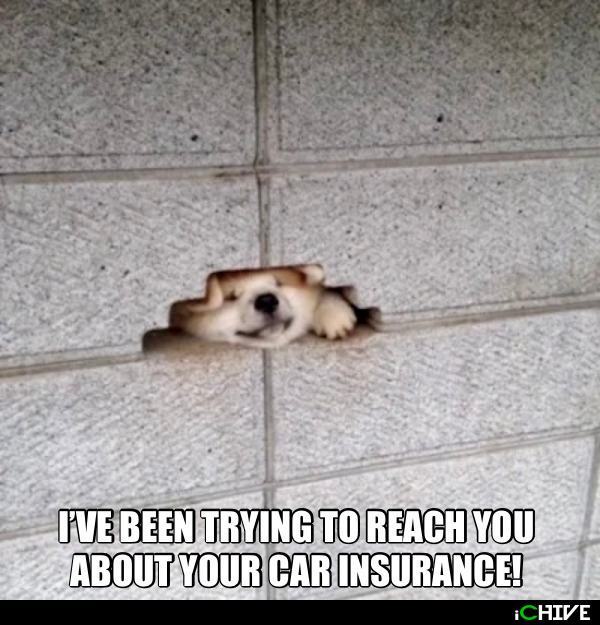 Wis-DUMB Memes for Stupid People Thoughts Photo Captions Bad Ideas