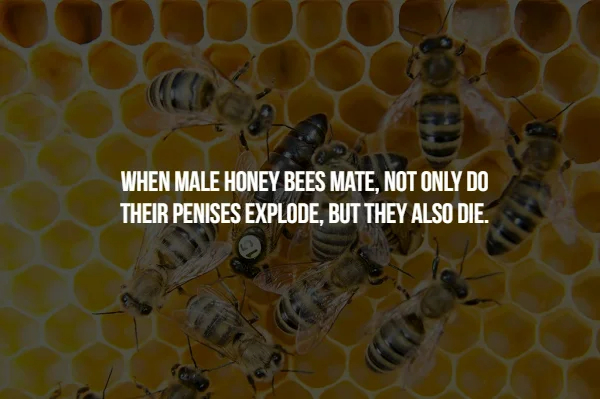 Bizarre Mating Habits of the Animal Kingdom