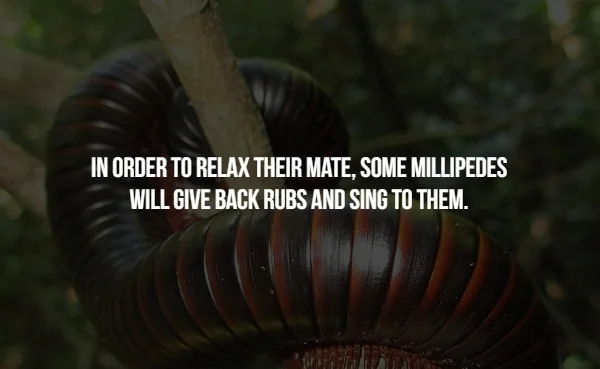 Bizarre Mating Habits of the Animal Kingdom