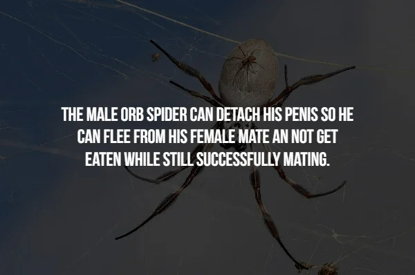 Bizarre Mating Habits of the Animal Kingdom