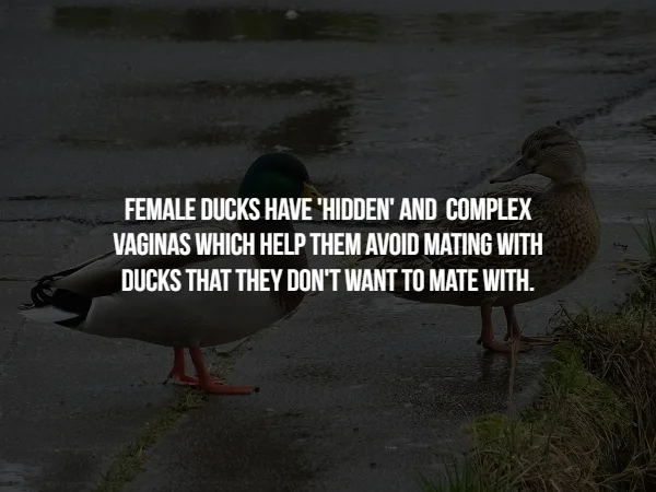 Bizarre Mating Habits of the Animal Kingdom