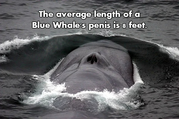 Nsfw Facts Are The Best Facts