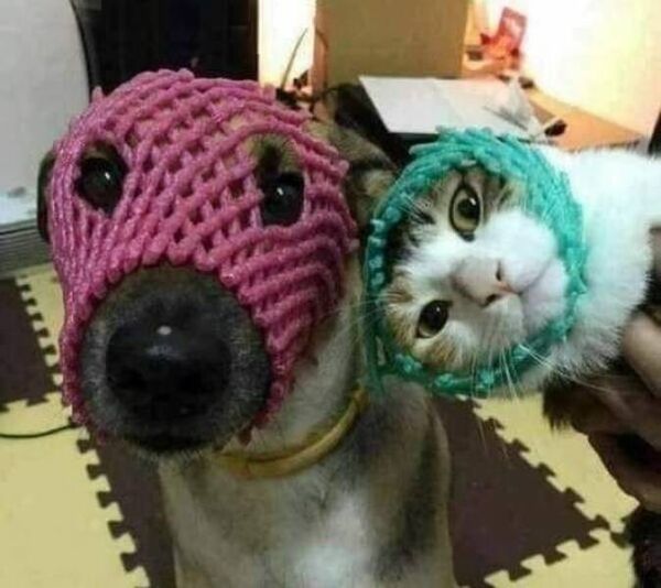 The Cats Have Awoken, and So Shall You