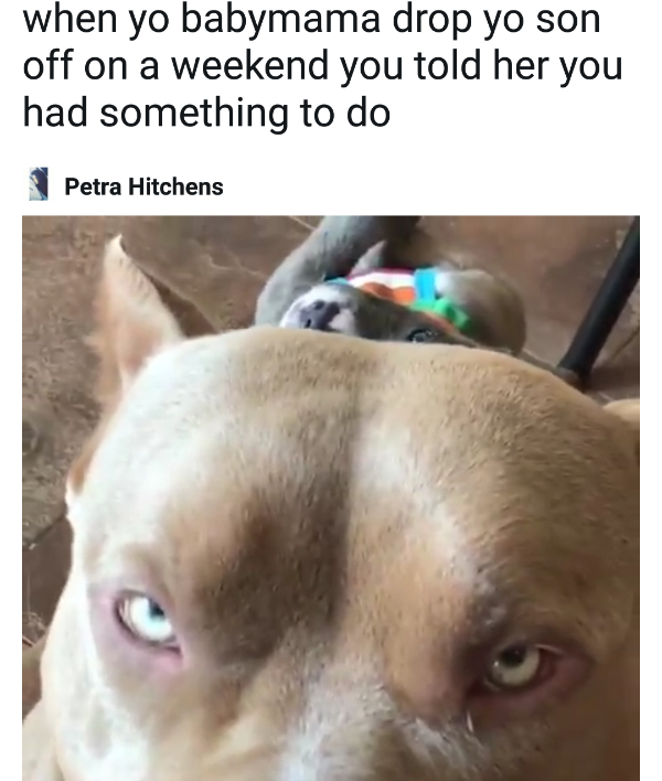 Throw a Bone to the Good Boys