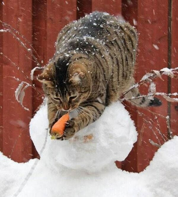 The Cats Have Awoken, and So Shall You