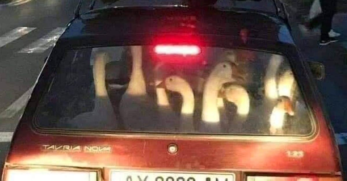 Daily Afternoon Randomness (49 HQ Photos) - Jarastyle