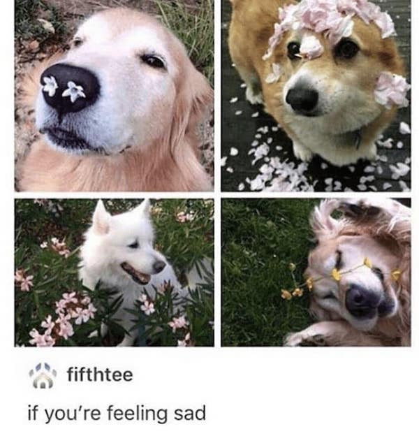 Ani-memes that will make you howl with laughter