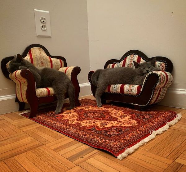 Cats with custom furnishings are living a better life than me