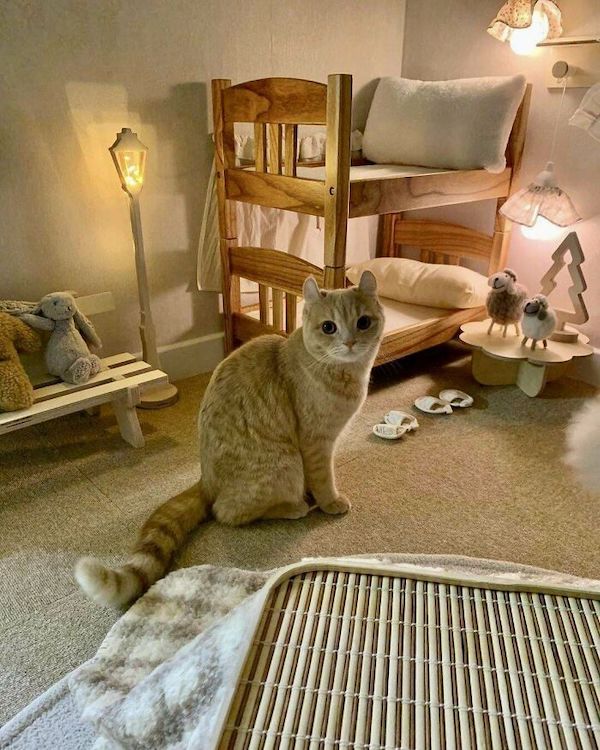Cats with custom furnishings are living a better life than me