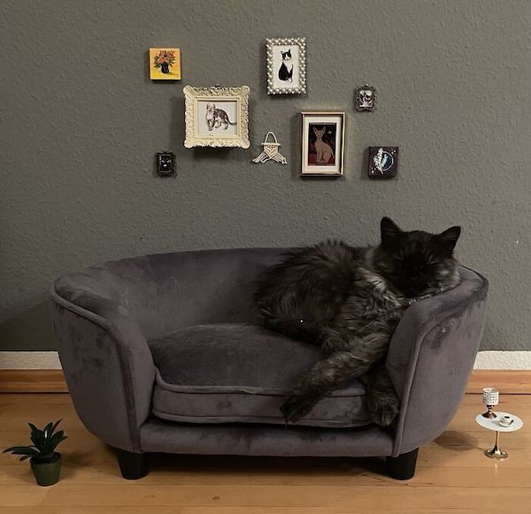 Cats with custom furnishings are living a better life than me