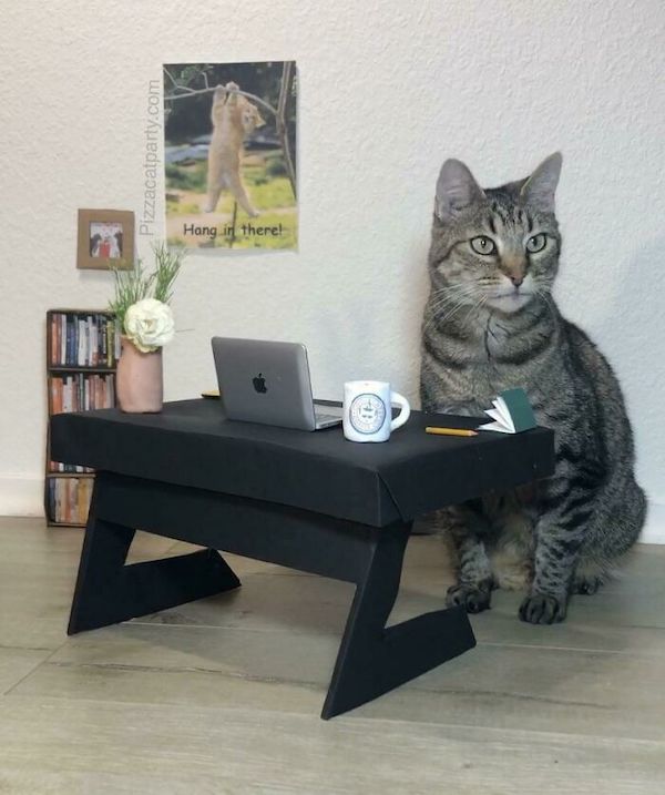 Cats with custom furnishings are living a better life than me