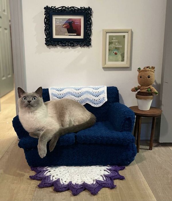 Cats with custom furnishings are living a better life than me