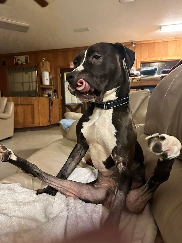These dogs appear to be malfunctioning ever so slightly...