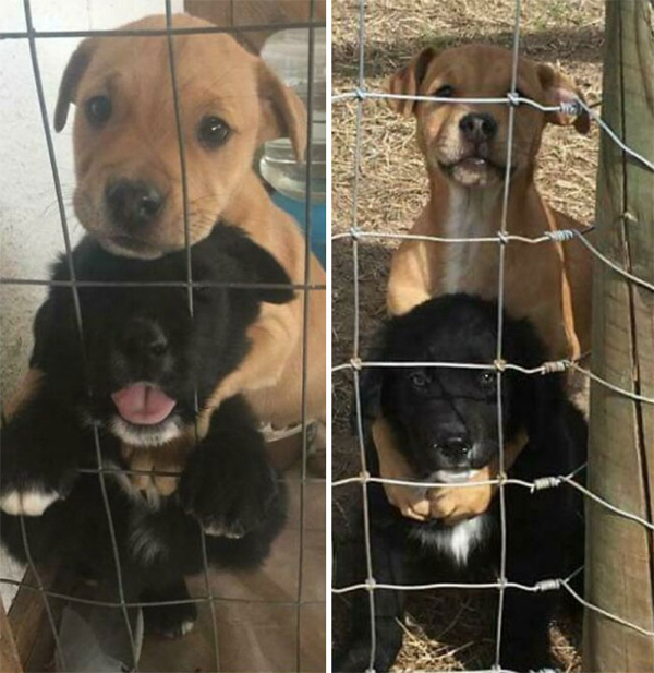 Dogs before and after rescue are a beautifully powerful sight