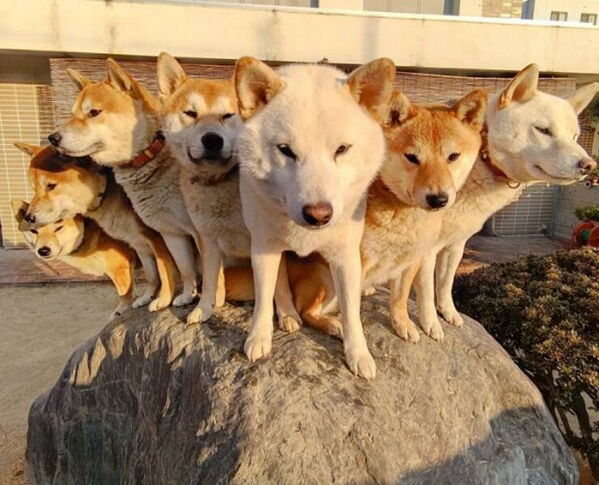 We’re Dog People over Here